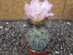 Tephrocactus geometricus květináč 5,5 cm - 12413011
