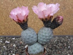Tephrocactus geometricus květináč 5,5 cm - 12413014