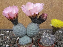 Tephrocactus geometricus květináč 5,5 cm - 12413015