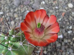 Echinocereus triglochidiatus květináč 6,5 cm - 12413020