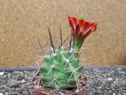 Echinocereus triglochidiatus květináč 6,5 cm - 12413021