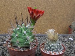 Echinocereus triglochidiatus květináč 6,5 cm - 12413022