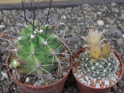 Echinocereus triglochidiatus květináč 6,5 cm - 12413024
