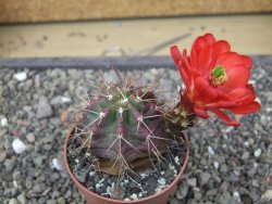 Echinocereus triglochidiatus květináč 6,5 cm