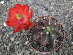 Echinocereus triglochidiatus květináč 6,5 cm - 12413028