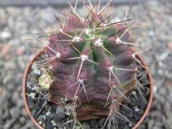 Echinocereus triglochidiatus květináč 6,5 cm - 12413030