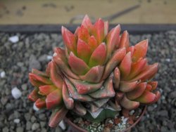 Ariocarpus X scapharostrus variegata pot 6,5 cm - 12413032
