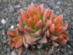 Ariocarpus X scapharostrus variegata pot 6,5 cm
