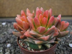 Ariocarpus X scapharostrus variegata pot 6,5 cm - 12413034