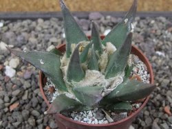 Ariocarpus trigonus elongatus San Antonio 6,5 cm - 12413038