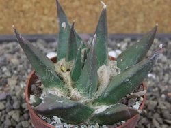 Ariocarpus trigonus elongatus San Antonio 6,5 cm