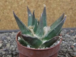 Ariocarpus trigonus elongatus San Antonio 6,5 cm - 12413040