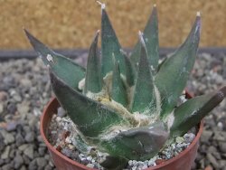 Ariocarpus trigonus elongatus San Antonio 6,5 cm - 12413041