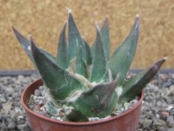 Ariocarpus trigonus elongatus San Antonio 6,5 cm - 12413042
