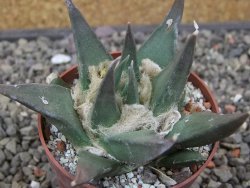 Ariocarpus trigonus elongatus San Antonio 6,5 cm - 12413043