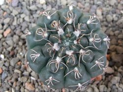 Gymnocalycium robustum LF 80 Quillino Cordoba pot 5,5 cm - 12413044