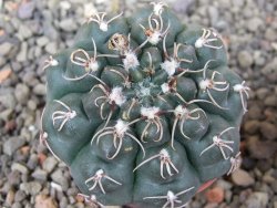 Gymnocalycium robustum LF 80 Quillino Cordoba pot 5,5 cm