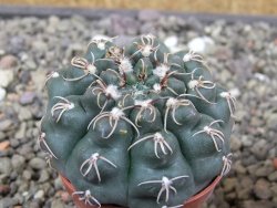 Gymnocalycium robustum LF 80 Quillino Cordoba pot 5,5 cm - 12413046