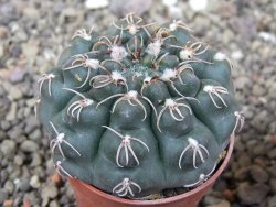 Gymnocalycium robustum LF 80 Quillino Cordoba pot 5,5 cm - 12413047