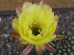 Echinopsis hybrid pot 7 cm - 12413055
