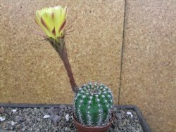 Echinopsis hybrid pot 7 cm - 12413056