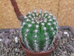 Echinopsis hybrid pot 7 cm - 12413057