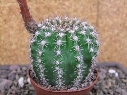 Echinopsis hybrid pot 7 cm - 12413058