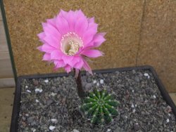 Echinopsis hybrid pot 7 cm