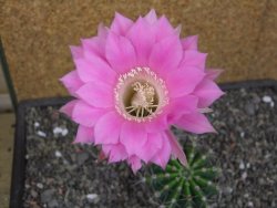 Echinopsis hybrid pot 7 cm - 12413060