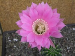 Echinopsis hybrid pot 7 cm - 12413061