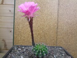Echinopsis hybrid pot 7 cm - 12413062