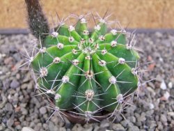 Echinopsis hybrid pot 7 cm - 12413063