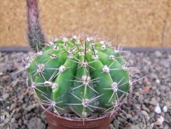 Echinopsis hybrid pot 7 cm - 12413064