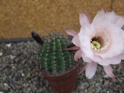 Echinopsis hybrid pot 7 cm