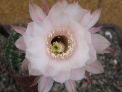 Echinopsis hybrid pot 7 cm - 12413066