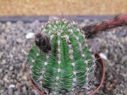 Echinopsis hybrid pot 7 cm - 12413067