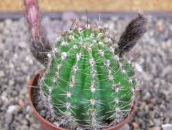 Echinopsis hybrid pot 7 cm - 12413068