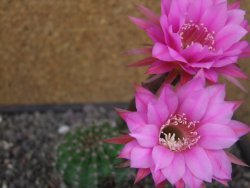 Echinopsis hybrid pot 7 cm - 12413071