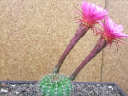 Echinopsis hybrid pot 7 cm - 12413072
