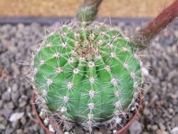 Echinopsis hybrid pot 7 cm - 12413073