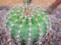 Echinopsis hybrid pot 7 cm - 12413074