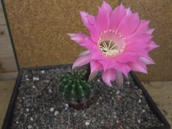 Echinopsis hybrid pot 7 cm