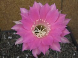 Echinopsis hybrid pot 7 cm - 12413076
