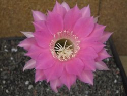 Echinopsis hybrid pot 7 cm - 12413077