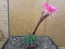 Echinopsis hybrid pot 7 cm - 12413078