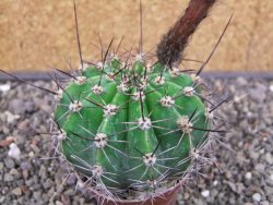 Echinopsis hybrid pot 7 cm - 12413079