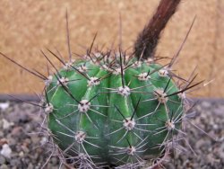 Echinopsis hybrid pot 7 cm - 12413080