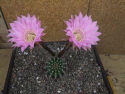 Echinopsis hybrid pot 7 cm