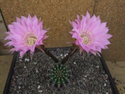 Echinopsis hybrid pot 7 cm - 12413082