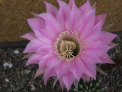 Echinopsis hybrid pot 7 cm - 12413083